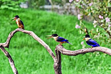 冒险解密游戏《光：黑猫和失忆女孩》EA发售 支持中文