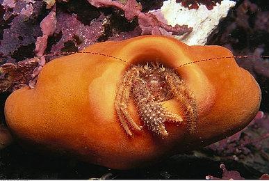 《战地2042》玩家数量发售初期是《战地5》的两倍